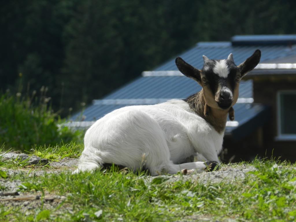 Blasbichlerhof Ramsau am Dachstein Bagian luar foto